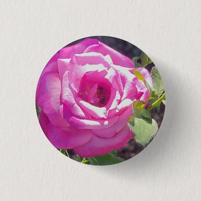Rosa ros med en Bee-knapp Knapp (Framsida)