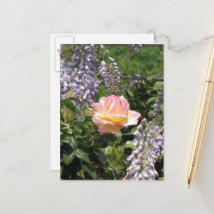 Rosa ros med Lila Wisteria vykort