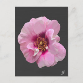 Rosa ros med Purple Heart - oljemålning Vykort