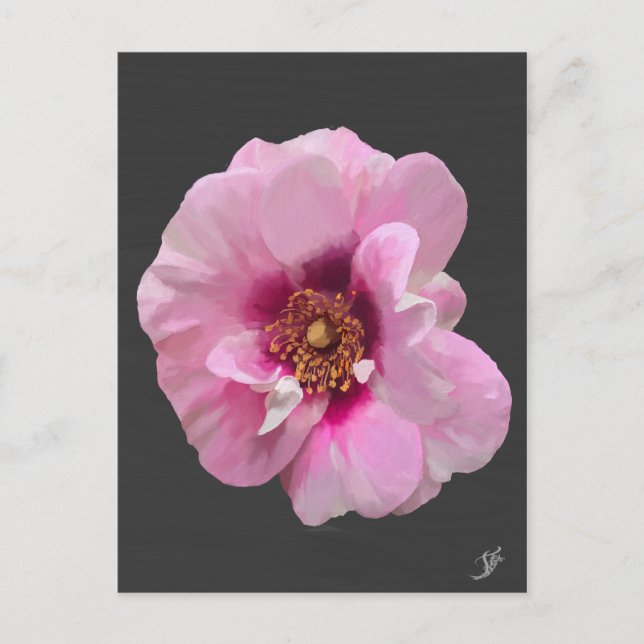 Rosa ros med Purple Heart - oljemålning Vykort (Framsida)