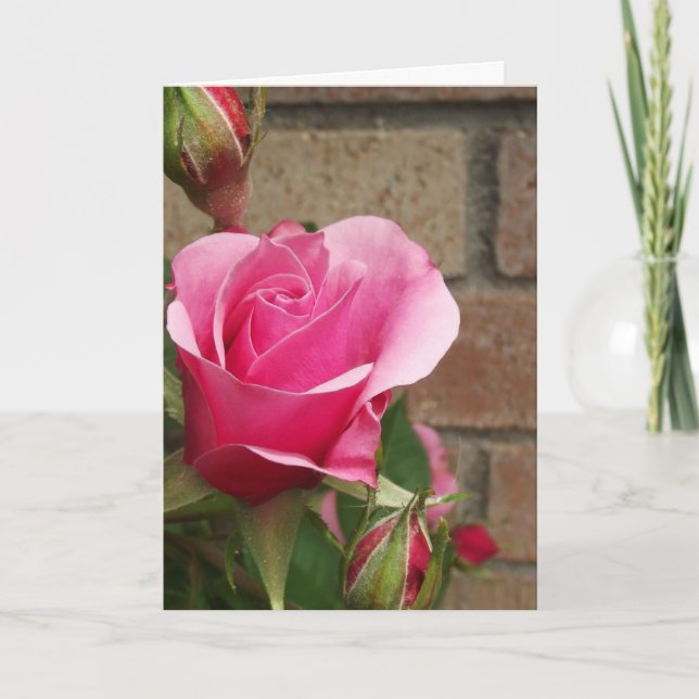 Rosa ros med tegel kort (Framsida)