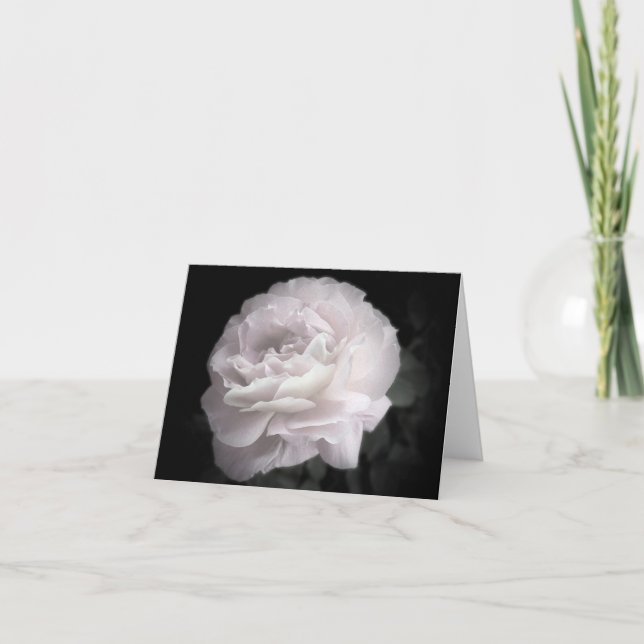Rosa ros med ultraBlek, kort för tom hälsning (Framsida)