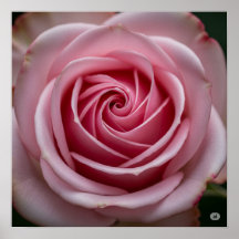 Rosa ros med uppringningsbensin