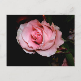 Rosa ros meddelande vykort