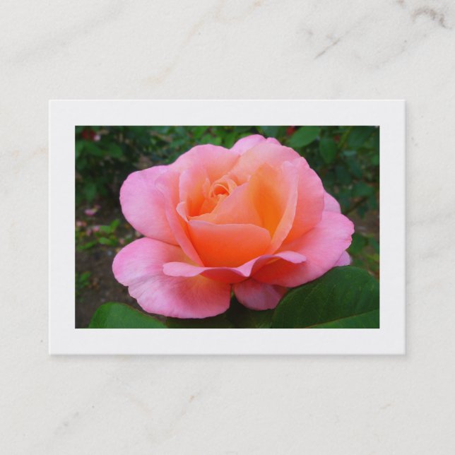 Rosa ros, Mini Photo Visitkort (Framsida)