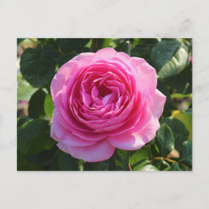 Rosa ros ’Morsa in a Million’, Roath Park, Cardiff Vykort