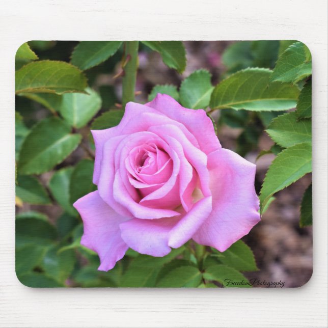 Rosa ros-musknapp musmatta (Framsidan)