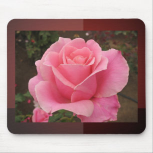 Rosa ros musmatta