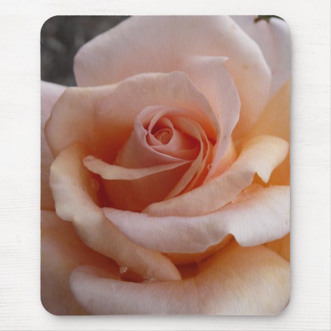 Rosa ros musmatta (Framsidan)