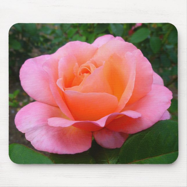 Rosa ros musmatta (Framsidan)