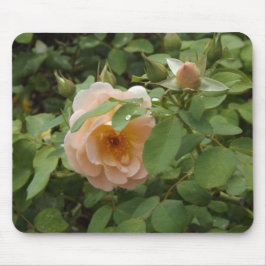 Rosa ros musmatta