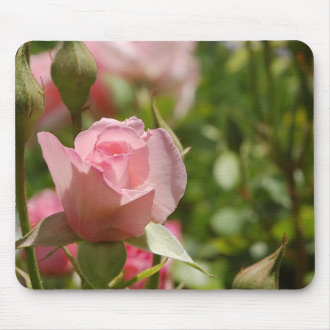 Rosa ros musmatta (Framsidan)