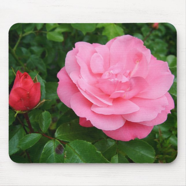 rosa ros musmatta (Framsidan)