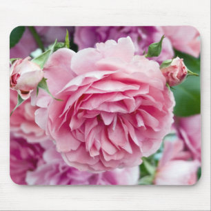 Rosa ros musmatta