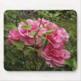 Rosa ros musmatta