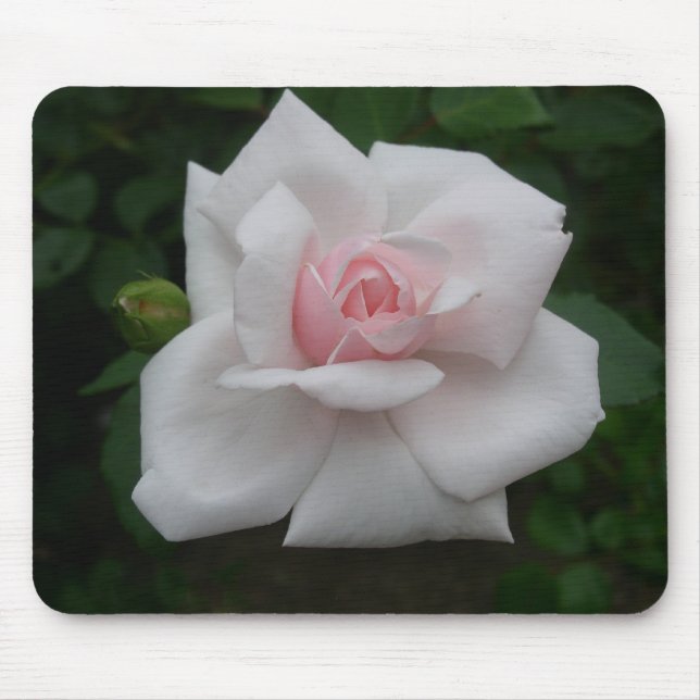 Rosa ros musmatta (Framsidan)
