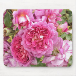 Rosa ros musmatta