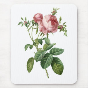 Rosa ros musmatta