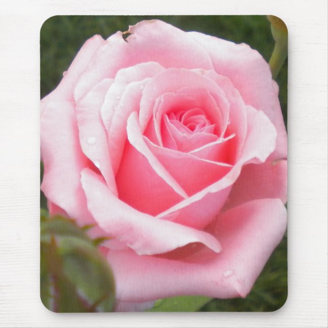 Rosa ros-musmatta musmatta (Framsidan)