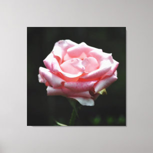 Rosa ros nära canvastryck