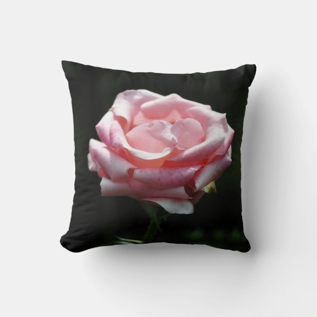 Rosa ros nära kudde (Framsida)