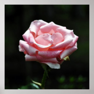 Rosa ros nära poster
