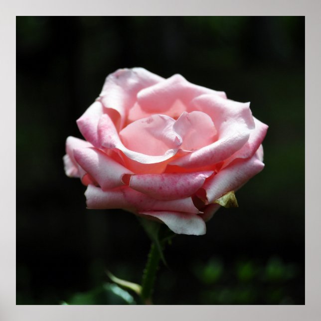 Rosa ros nära poster (Framsidan)