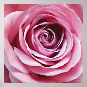 Rosa ros, naturträdgårdsblomma poster