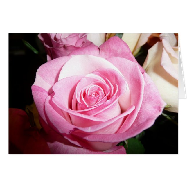 Rosa ros OBS kort (Framsidan Horizontal)