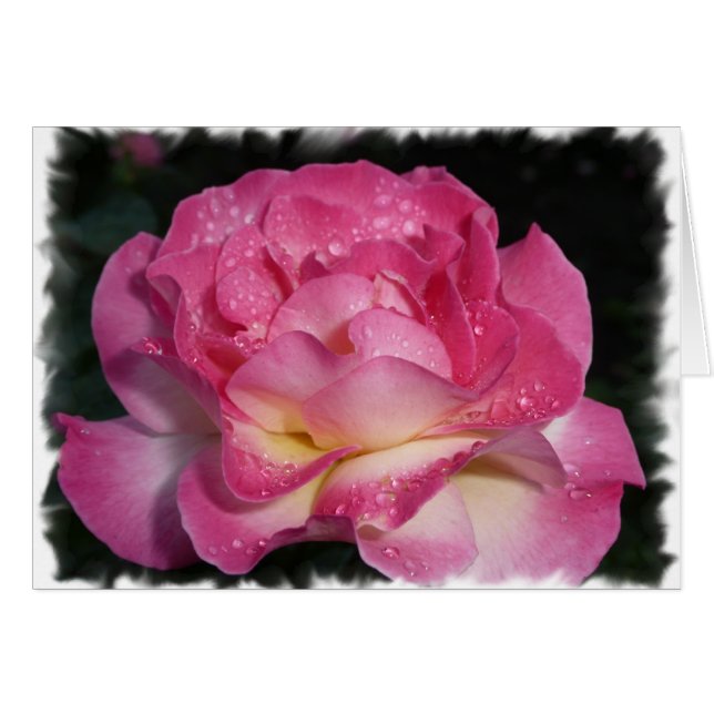Rosa ros OBS kort (Framsidan Horizontal)