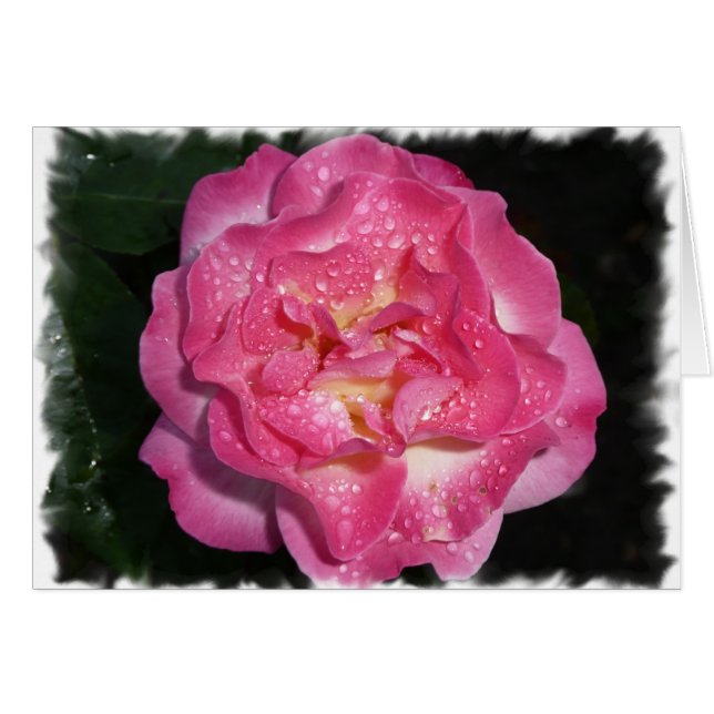Rosa ros OBS kort (Framsidan Horizontal)