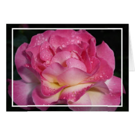 Rosa ros OBS kort