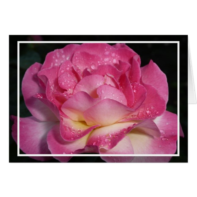 Rosa ros OBS kort (Framsidan Horizontal)