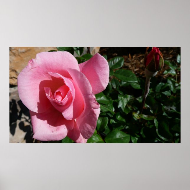 Rosa ros och Bud Garden Blommigt Poster (Framsidan)
