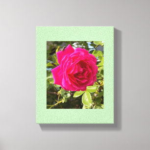Rosa ros och en fluga canvastryck