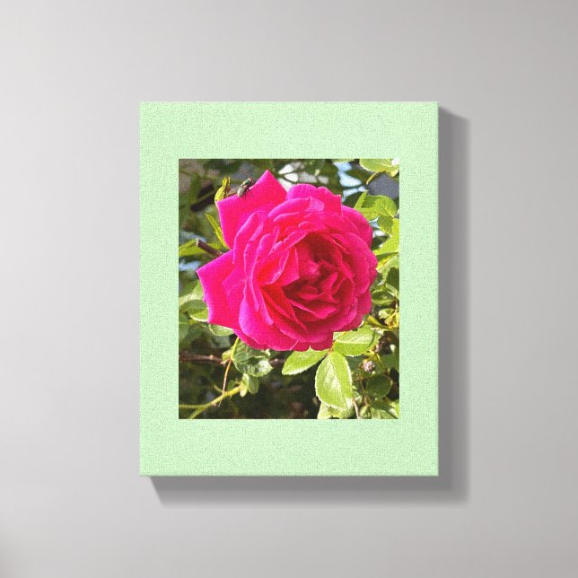 Rosa ros och en fluga canvastryck (Framsida)