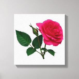 Rosa ros och knopp canvastryck