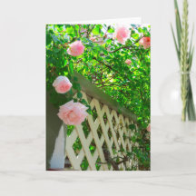 Rosa ros och Lattice - Martha's Vineyard