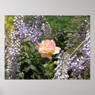 Rosa ros och Lila Wisteria Poster