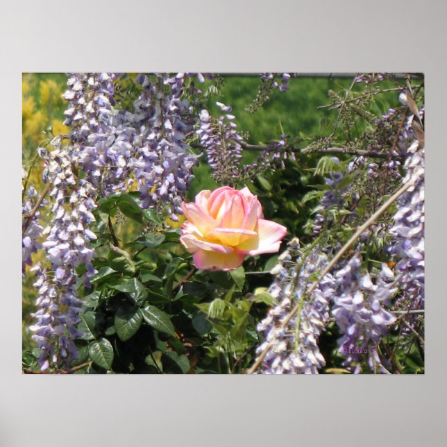 Rosa ros och Lila Wisteria Poster (Framsidan)