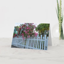 Rosa ros och Picket Fence - Martha's Vineyard