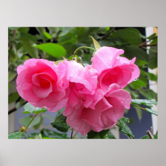 rosa ros och regndroppar poster