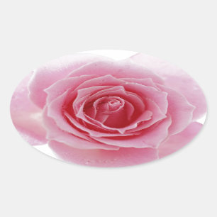 Rosa ros ovalt klistermärke
