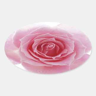 Rosa ros ovalt klistermärke