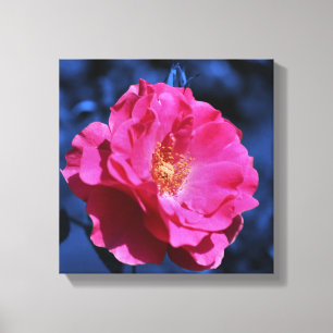 Rosa ros på blå färgtonsblomma canvastryck