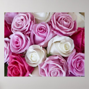Rosa ros på kanfas poster