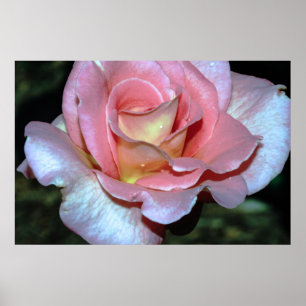 Rosa ros på kanvastryck poster