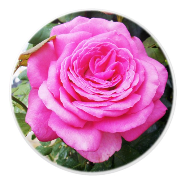 Rosa ros Passion. Knopp (Framsidan)