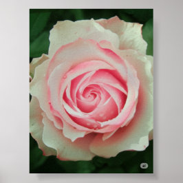 Rosa ros Petal Spiral Poster