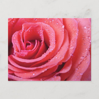 rosa ros Petaler med droppar från Vatten. Makro Sh Vykort